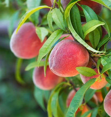 sweetest peach|Guide to Peach Varieties 